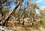 Bone Dry Australian Landscape.