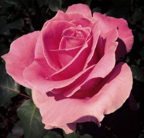 A pink rose.